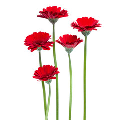 Vertical red gerbera flowers with long stem isolated on white background. Spring bouquet.