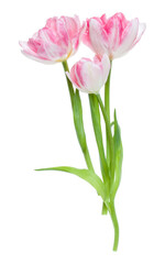 Bouquet of three spring pink tulips flowers isolated on white background closeup. Flowers bunch in air, without shadow. Top view, flat lay.