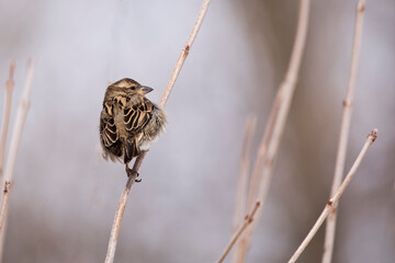 Back view of female house sparrow closeup perching on branch. 