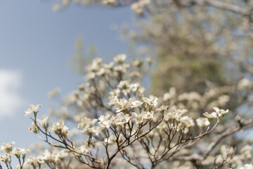 White Dogwood tree or Cornus florida in full bloom. Hanamizuki, Cornus florida, Flowering Dogwood. White small flowers against blue sky. Spring background