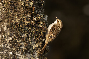 Small winter bird Eurasian treecreeper (Certhia familiaris) looking for food in a snowy boreal forest in Estonia on a sunny afternoon. 