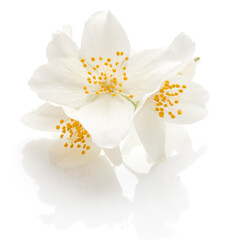 Jasmine flowers isolated on white background cutout