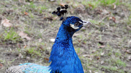 Obraz premium animal bird called Indian peacock from the family of cocks from the breeding farm in Masovia, Poland