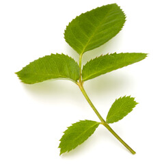 Green rose leaf isolated on white background cutout