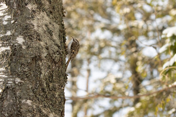 Small winter bird Eurasian treecreeper (Certhia familiaris) looking for food in a snowy boreal forest in Estonia on a sunny afternoon. 