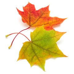 colorful autumn maple leaf isolated on white