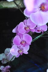 purple orchid with white motif with green leaves