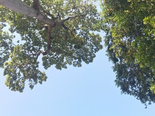 branches against sky