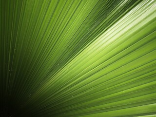 Obraz premium palm leaf background