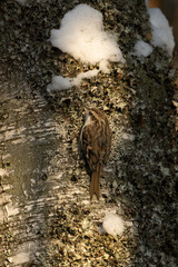 Small winter bird Eurasian treecreeper (Certhia familiaris) looking for food in a snowy boreal forest in Estonia on a sunny afternoon. 