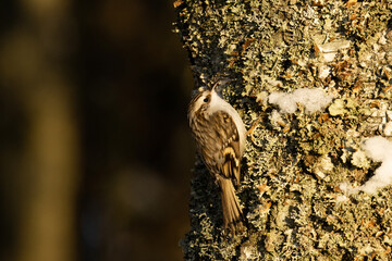 Small winter bird Eurasian treecreeper (Certhia familiaris) looking for food in a snowy boreal forest in Estonia on a sunny afternoon. 