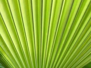 Obraz premium palm leaf background
