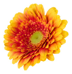   orange gerbera flower head isolated on white background closeup. Gerbera in air, without shadow. Top view, flat lay.