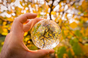 Autumn Tree in a Lensball, Sicily, Italy, Europe