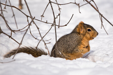 Brown squirrel under a tree in snow