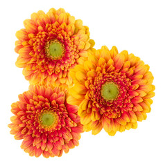 Three   orange gerbera flower heads isolated on white background closeup. Gerbera in air, without shadow. Top view, flat lay.