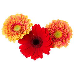 Three   orange and red gerbera flower heads isolated on white background closeup. Gerbera in air, without shadow. Top view, flat lay.