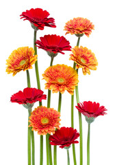 Vertical   gerbera flowers with long stem isolated on white background. Spring bouquet.