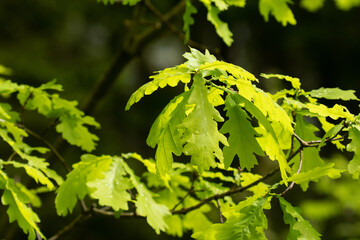 Fototapeta na wymiar Fresh and green Common oak, Quercus robur leaves in Estonian boreal forest, Northern Europe. 