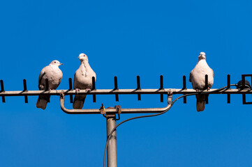 Wood Pigeons Perching on a TV Antenna