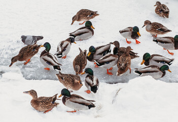 Fototapeta premium Lots of ducks on the river in winter