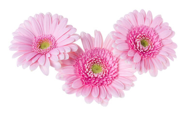 Three   pink gerbera flower heads isolated on white background closeup. Gerbera in air, without shadow. Top view, flat lay.