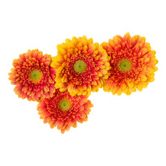 Bouquet of   orange gerbera flower heads isolated on white background closeup. Flowers bunch in air, without shadow. Top view, flat lay.
