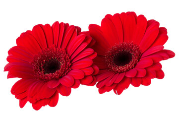 Bouquet of two   red tulips flowers isolated on white background closeup. Flowers bunch in air, without shadow. Top view, flat lay.