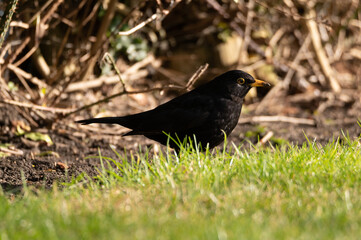 Blackbird with mud on it's beak forages for food