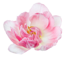 Obraz na płótnie Canvas spring pink tulip flower head isolated on white background closeup. Tulip in air, without shadow. Top view, flat lay.