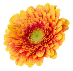   orange gerbera flower head isolated on white background closeup. Gerbera in air, without shadow. Top view, flat lay.