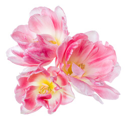 Three spring pink tulip flower heads isolated on white background closeup. Tulip in air, without shadow. Top view, flat lay.