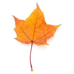 colorful autumn maple leaf isolated on white