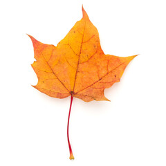 colorful autumn maple leaf isolated on white
