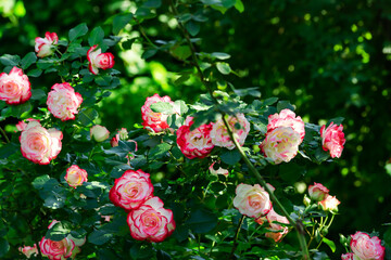 Obraz na płótnie Canvas Luxurious large bushes of white and pink roses under the open sky in the garden on a sunny summer day.