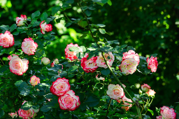 Luxurious large bushes of white and pink roses under the open sky in the garden on a sunny summer day.