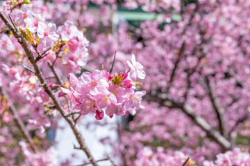 Fototapeta premium 静岡県賀茂郡河津町 河津ループ橋と上条の河津桜