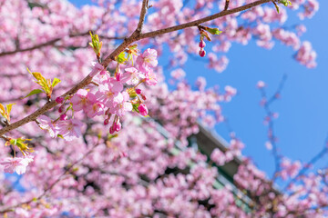 静岡県賀茂郡河津町　河津ループ橋と上条の河津桜