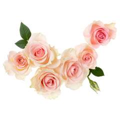 pink roses isolated on white background closeup. Rose flower bouquet in air, without shadow. Top view, flat lay.