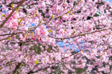 静岡県賀茂郡河津町　河津ループ橋下の上条の河津桜