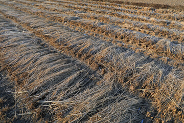 Frost on straw, North China