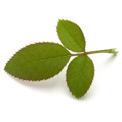 Green rose leaf isolated on white background cutout