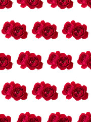 two red rose flowers isolated on white background cutout. Floral seamless pattern.