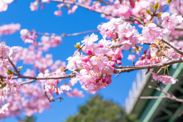 静岡県賀茂郡河津町　河津ループ橋と上条の河津桜