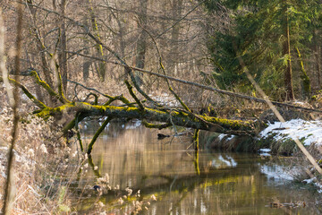Mała, nieuregulowana rzeka płynąca przez las.  © boguslavus