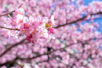 Fototapeta premium 静岡県賀茂郡河津町 河津ループ橋と上条の河津桜
