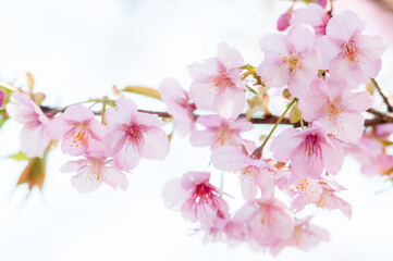 桜の花 河津桜 ピンク 白背景 日本の春