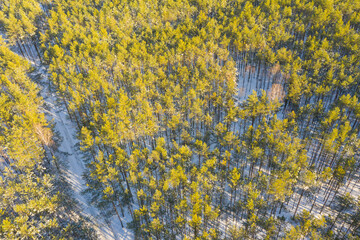 Las zimą. Widok z drona. © boguslavus