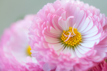 デイジーの花 ピンクと白 クロースアップ  日本