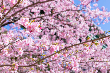 静岡県賀茂郡河津町　河津ループ橋下の上条の河津桜
